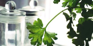 herbavis - herba (15) .jpg