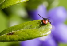 michalina-spacemed - Przyrząd do usuwania kleszczy.jpg