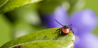 michalina-spacemed - Przyrząd do usuwania kleszczy.jpg